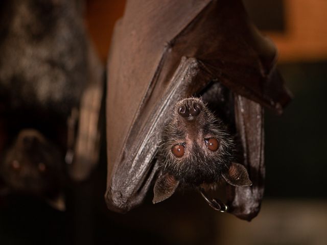 アスティエ・ド・ヴィラット Astier オーナメント コウモリ　蝙蝠 アスティエ・ド・ヴィラット Astier オーナメント コウモリ 蝙蝠
