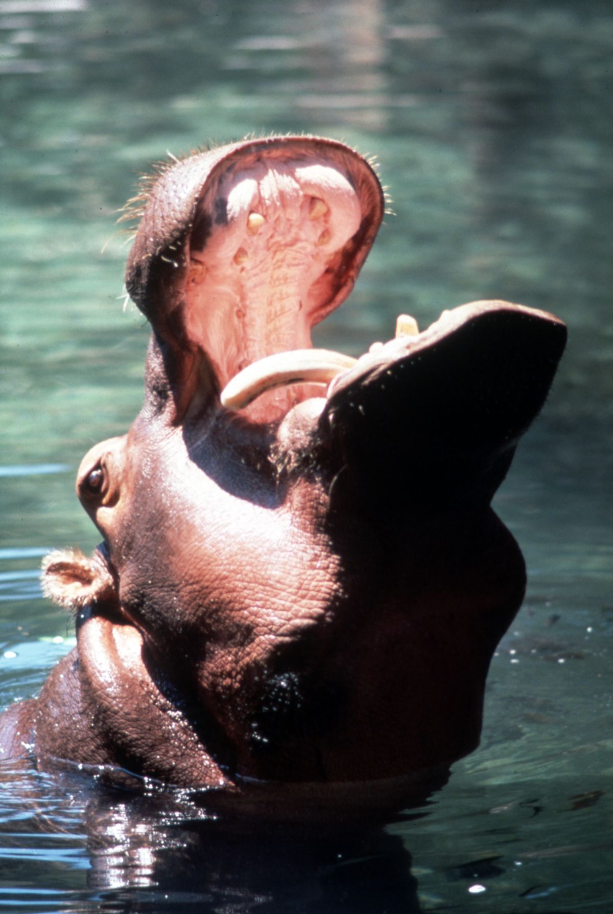 Lucifer at the Homosassa Springs in 1983