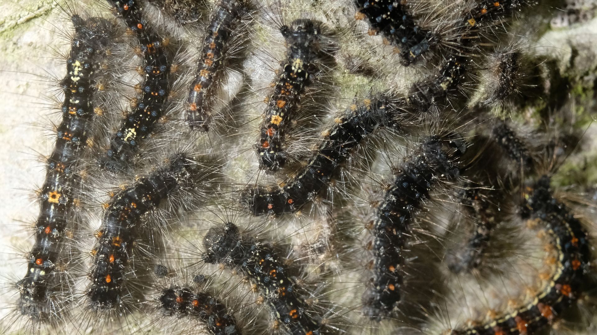 Freshly hatched caterpillars of gypsy moths  on the bark of a red oak.