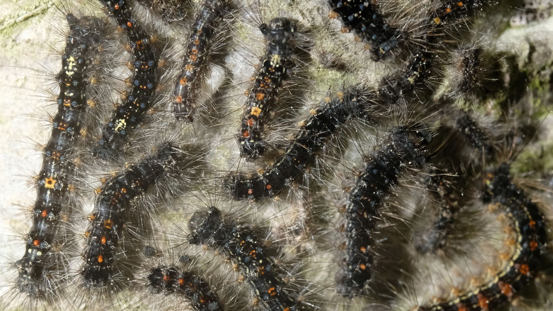 Freshly hatched caterpillars of gypsy moths on the bark of a red oak.