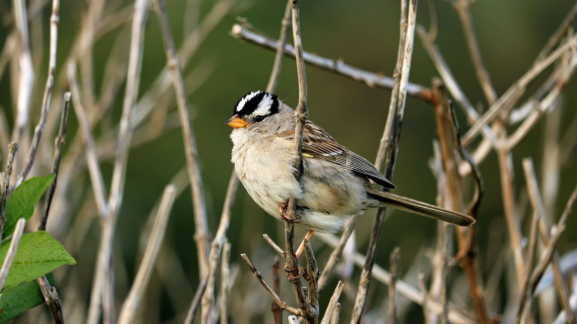 White-crowned sparrow.