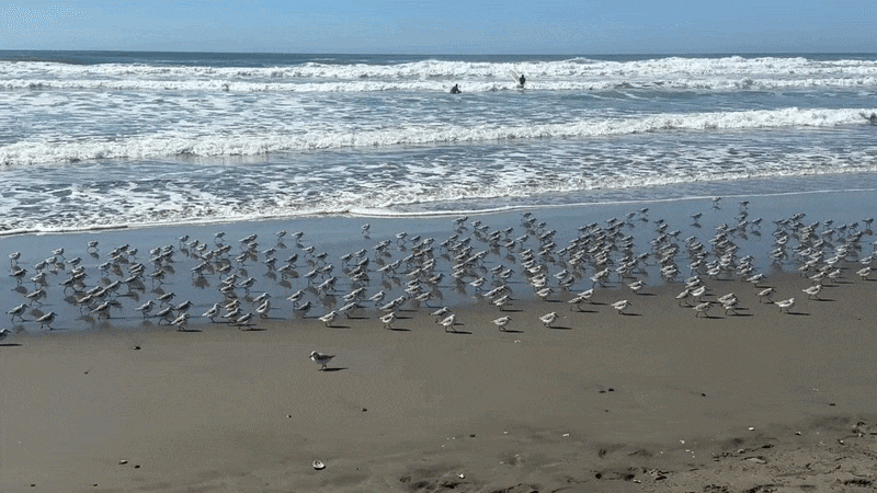 birds flock along the beach.
