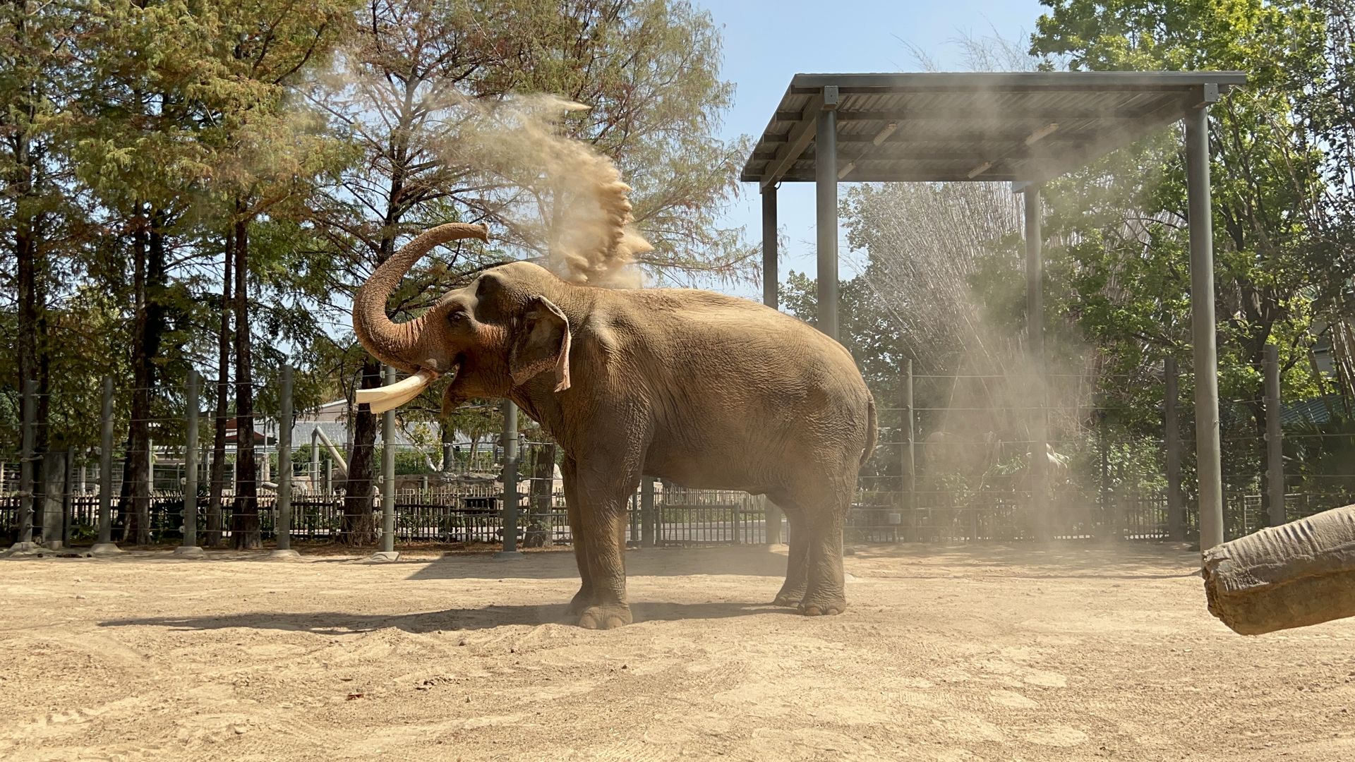 Houston Zoo elephant Thailand