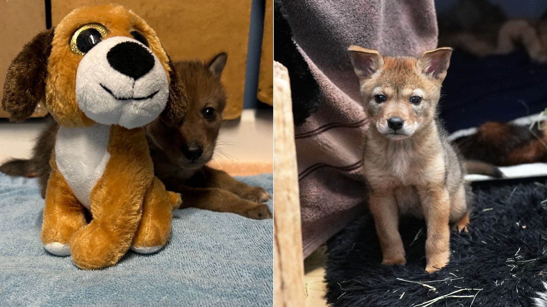 Split image: left features a brown-and-white plush dog toy with a real puppy peeking from behind; right shows the same puppy sitting on a dark rug beside a blanket, looking at the camera.