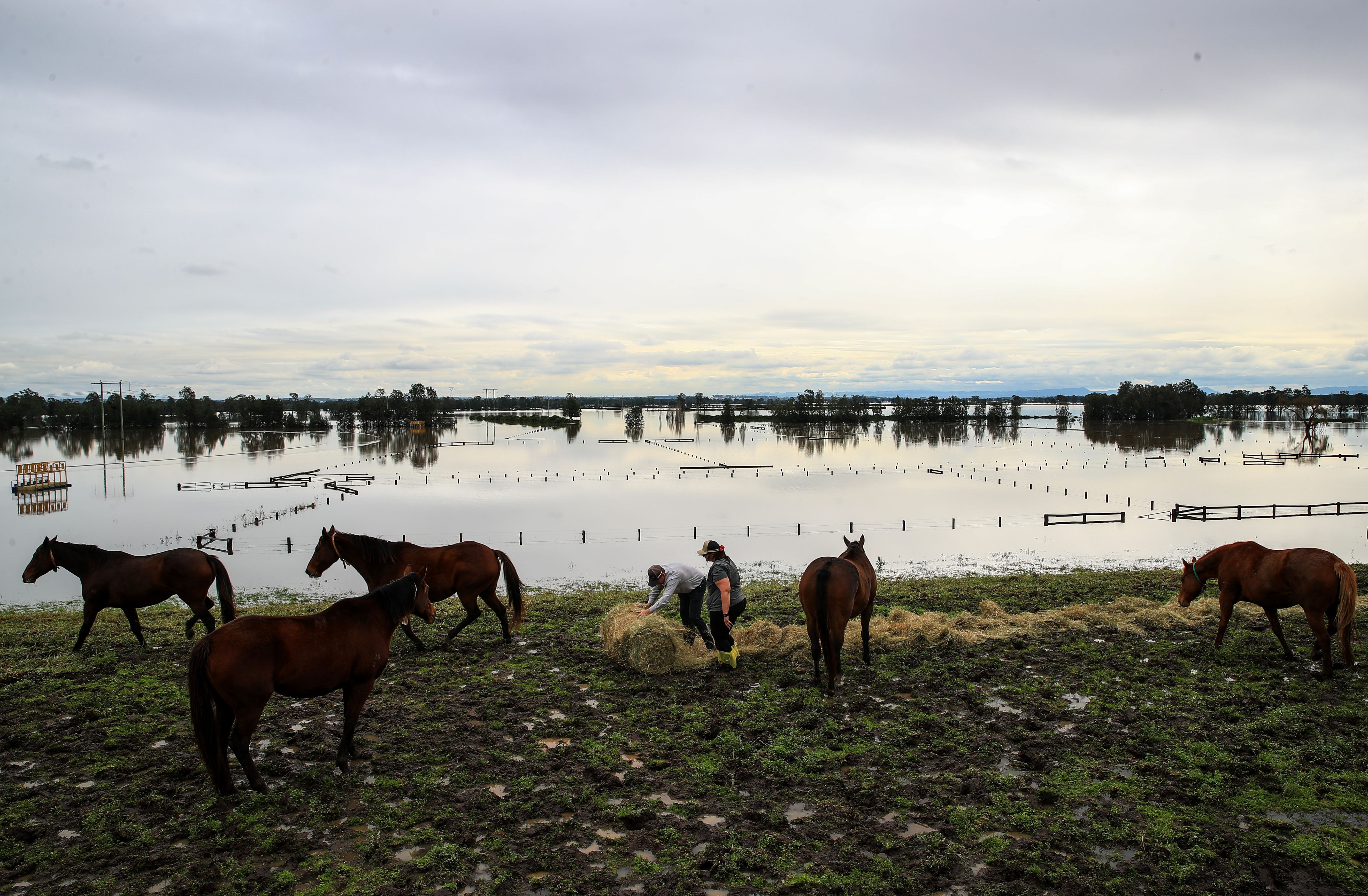 Aaron Bott (C), a manager at the Evergreen Stud Farm, and his crew feed horses after moving them to higher ground on May 23, 2025 in Heatherbrae, New South Wales, Australia.