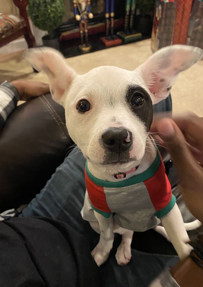 pandemic pet, Charlotte Humane Society, CMPD Animal Care & Control, AC&C pandemic puppy