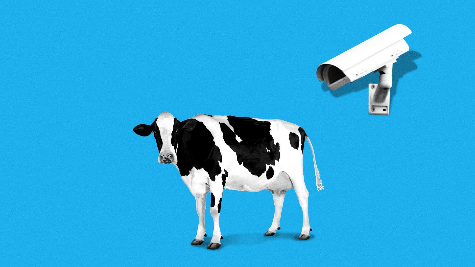 Illustration of security camera watching a cow