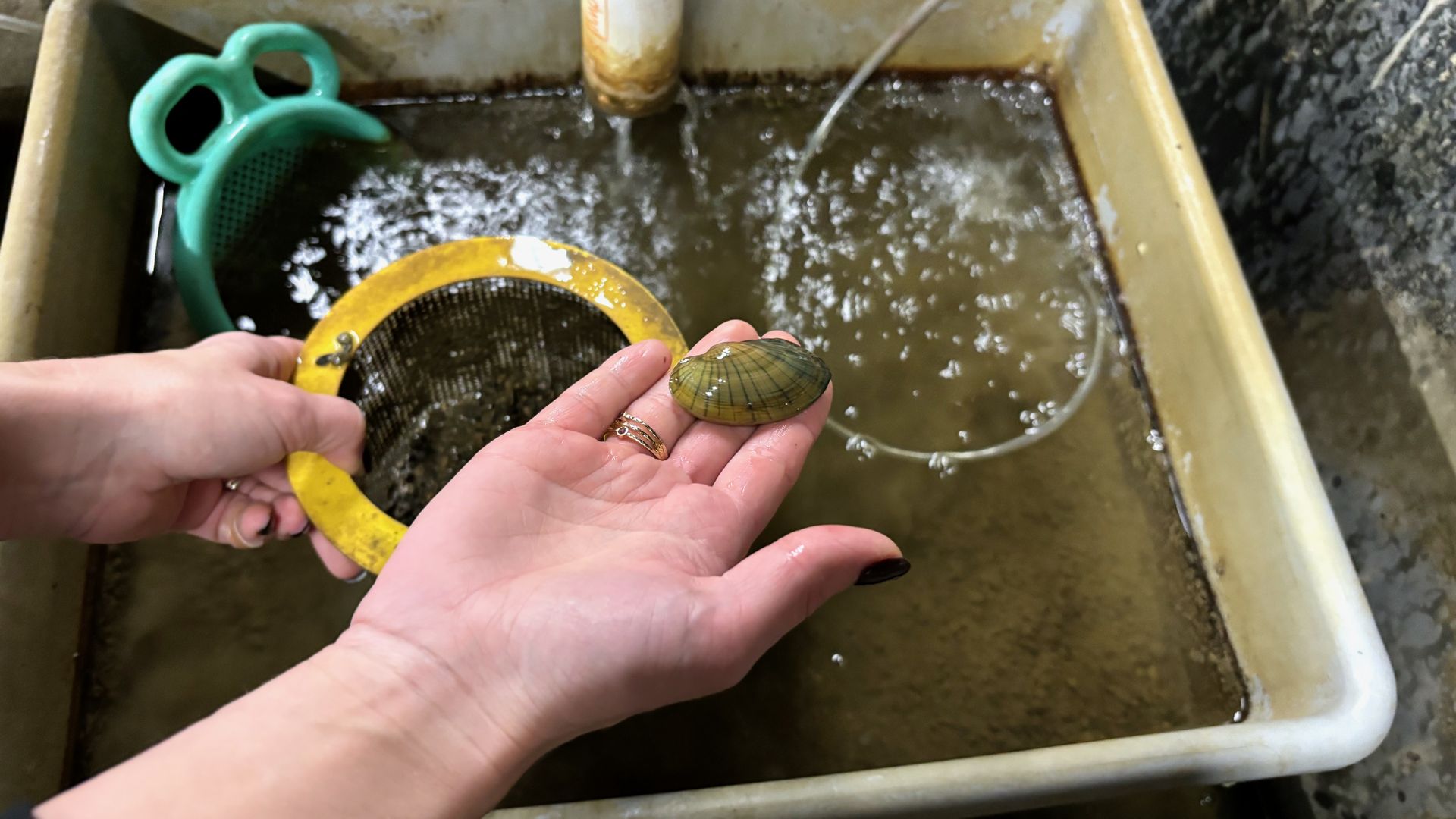 How Ohio is helping save freshwater mussels Axios Columbus
