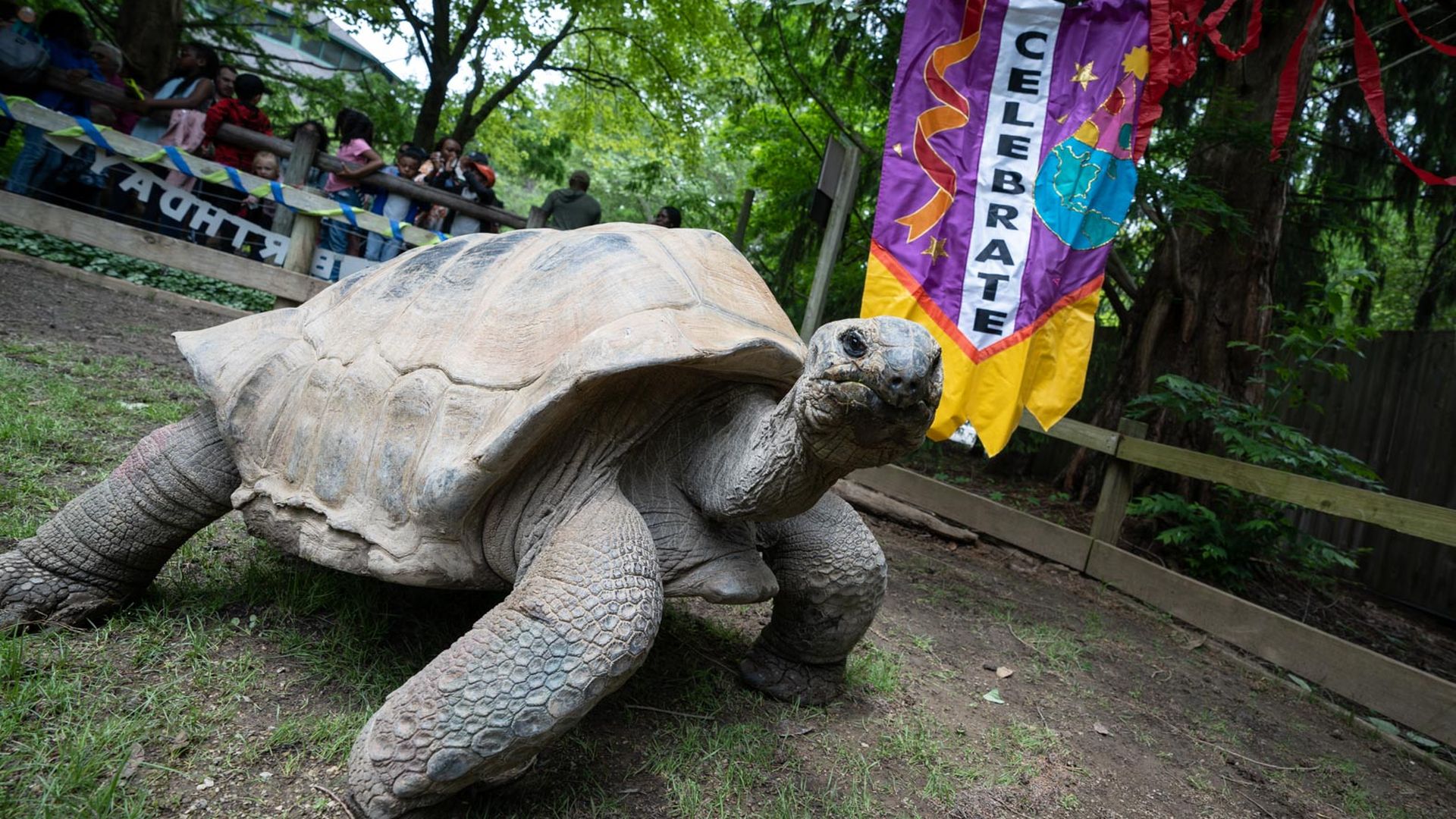 A tortoise standing in front of a "celebrate" banner
