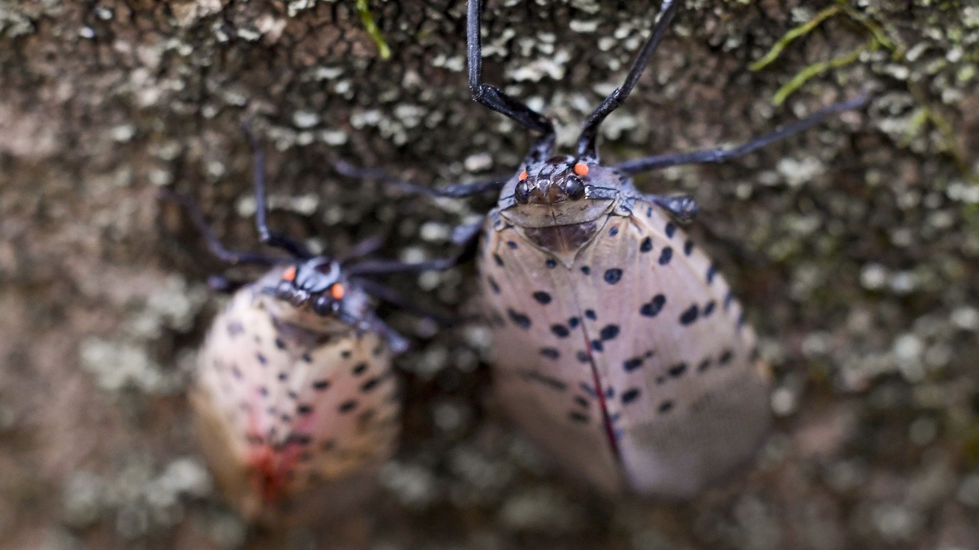 Two adult spotted lanternfly on the side of a tree in Shillington Park Wednesday morning October 27, 2021.