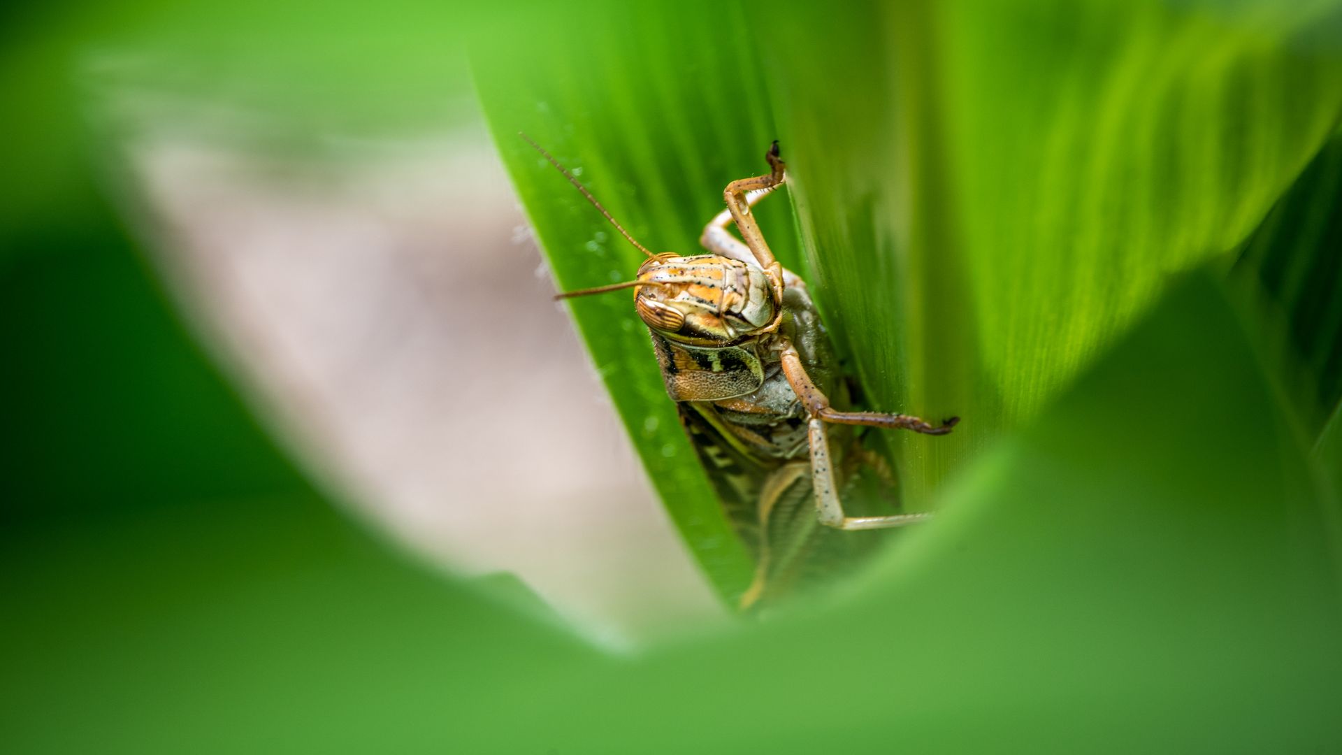 Picture taken up-close of a grasshopper 