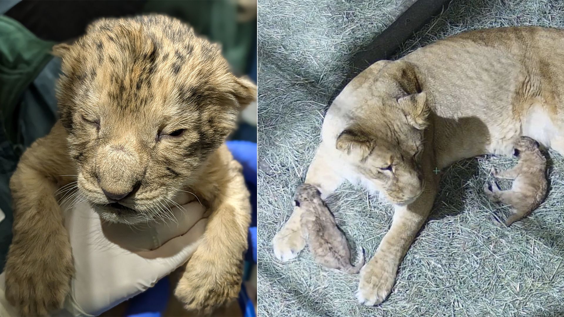 Two side by side photos: One showing a newborn lion cub and the other showing a mother lion with two cubs. 