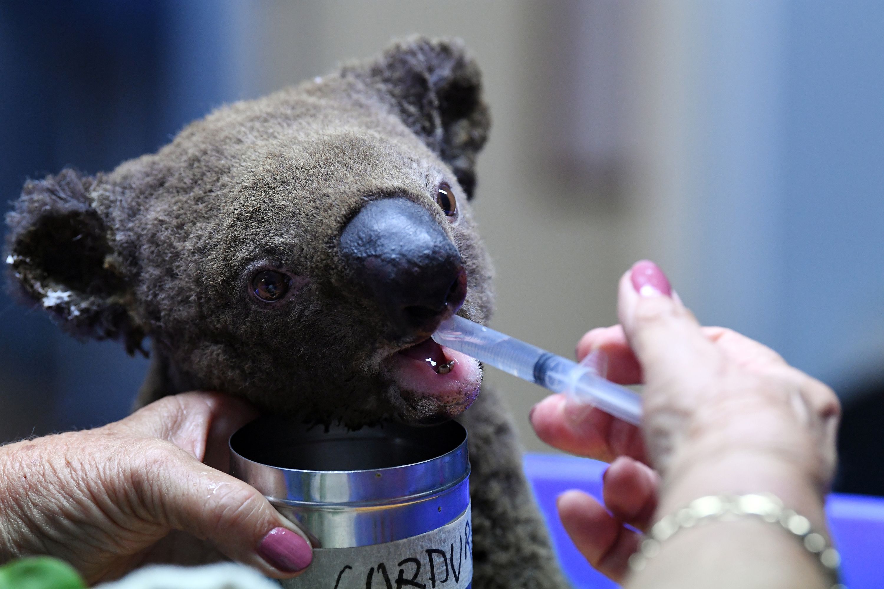 A dehydrated and injured Koala receives treatment at the Port Macquarie Koala Hospital in Port Macquarie on November 2