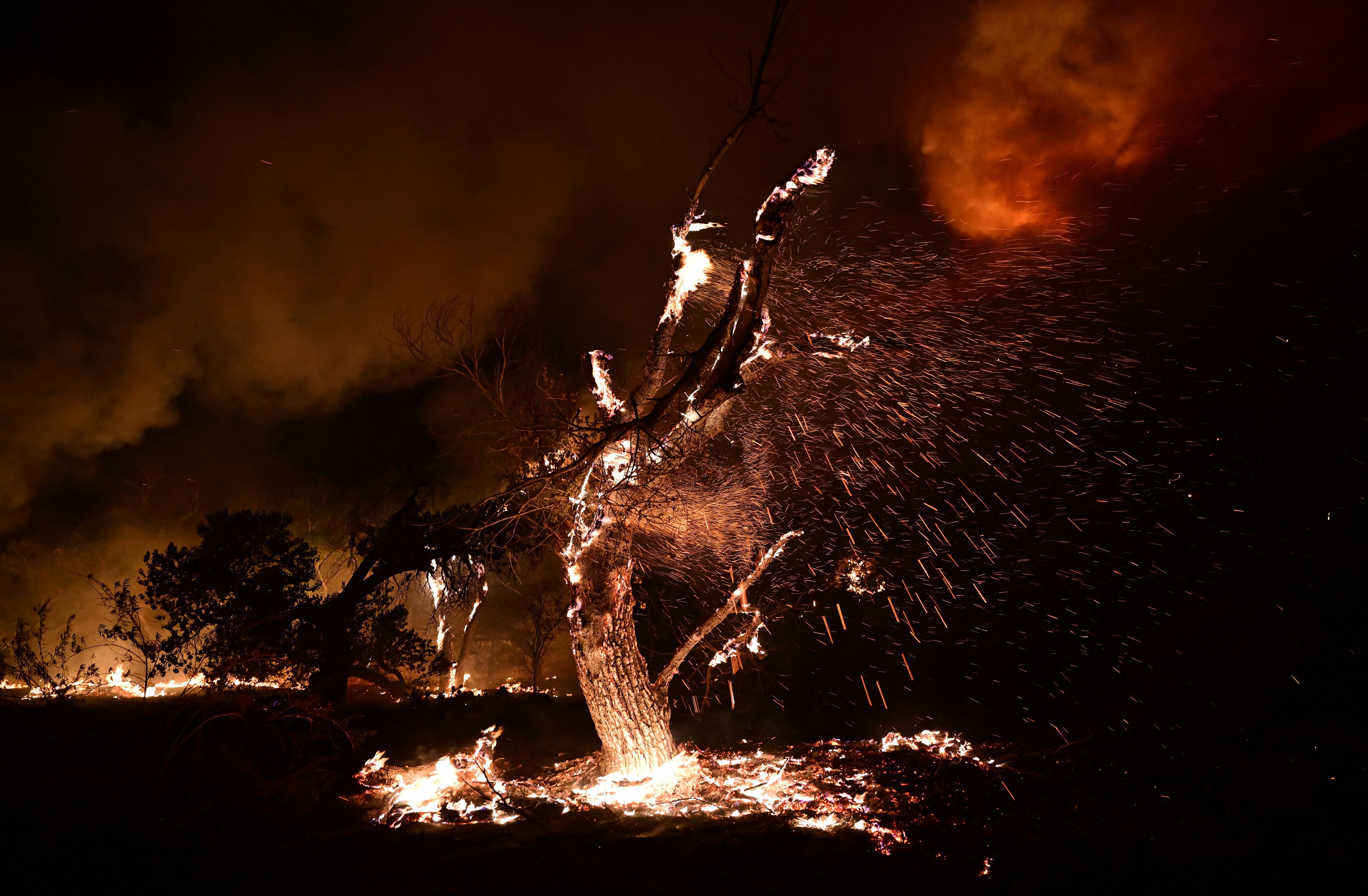 Embers blow off a burning tree during the Fairview Fire near Hemet, California, on Sept. 6.