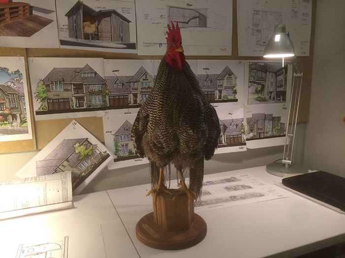 chicken-at-cluck-architecture