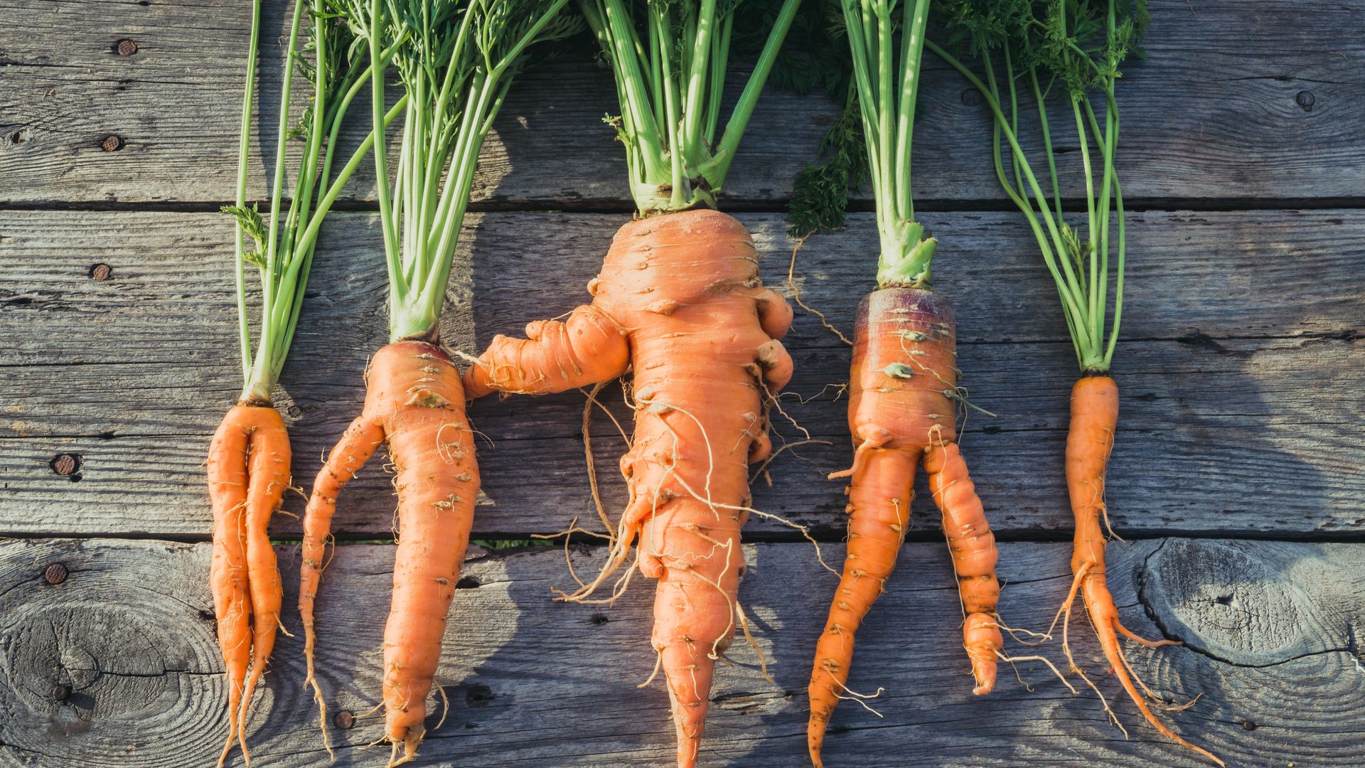A row of misshapen carrots