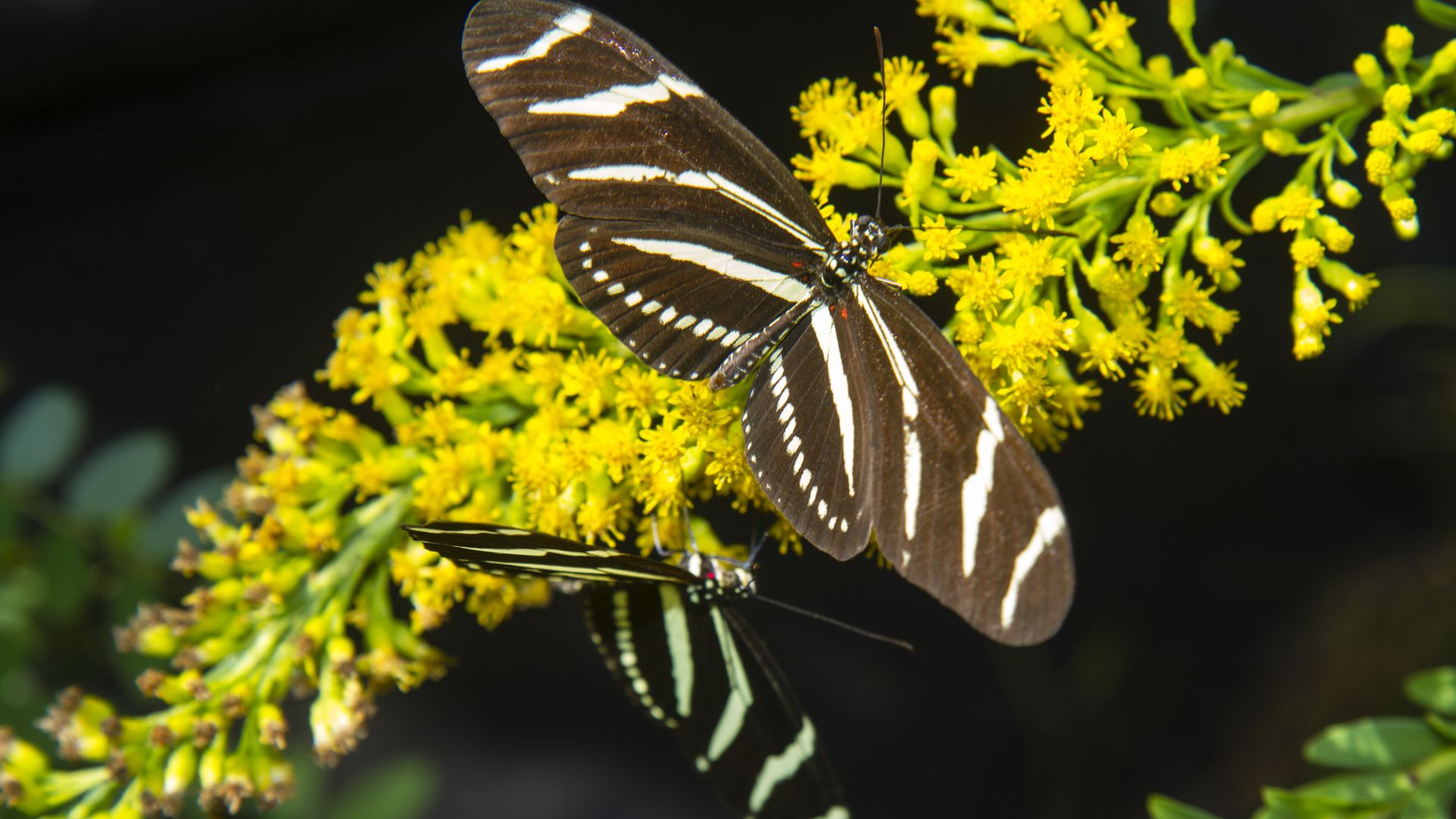 A black butterfly with yellow stripes on a yellow flower.