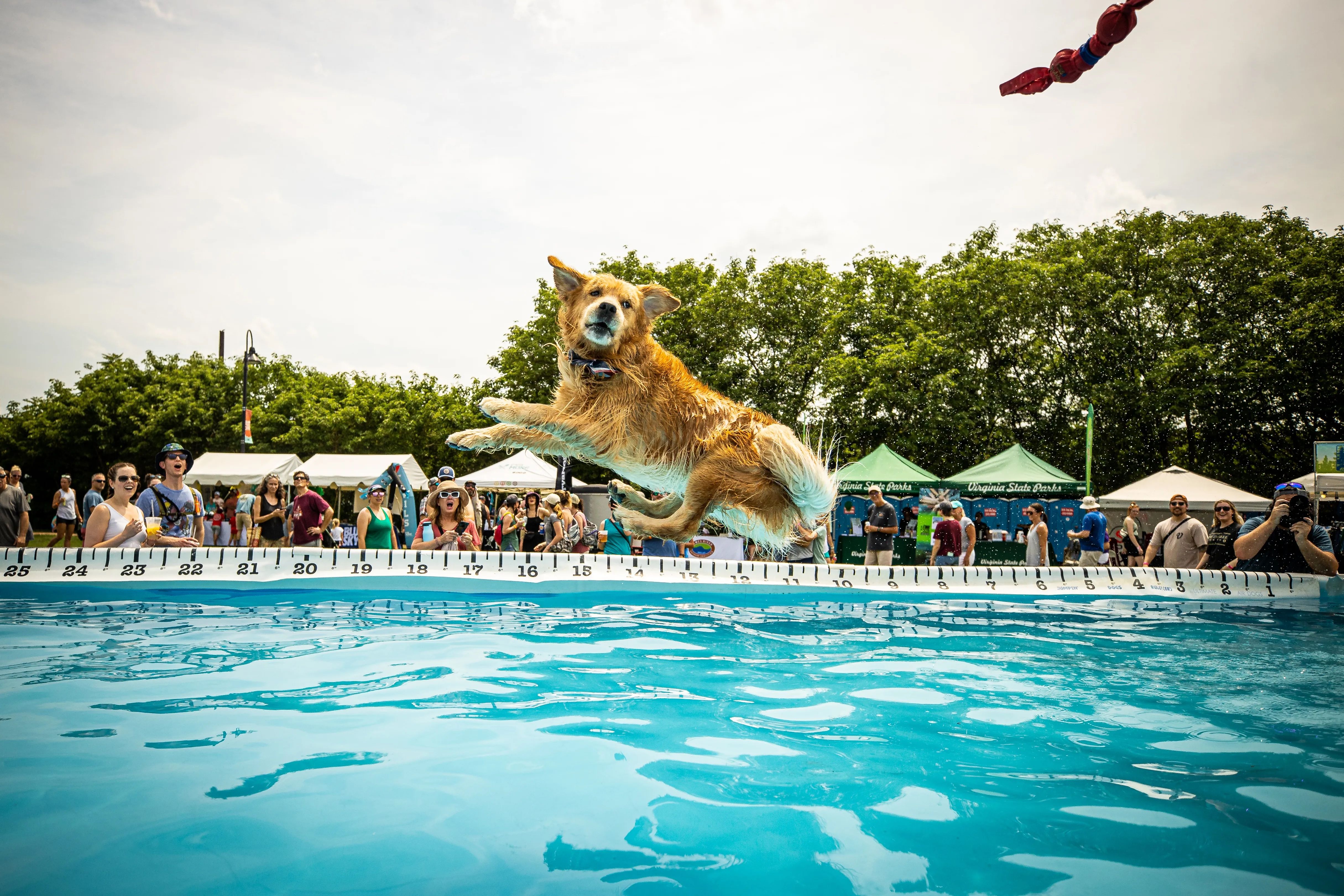 A dog jumping into a pool to catch a frisbee 