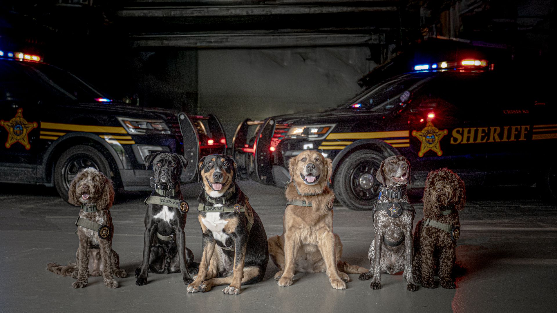 Six police dogs of various breeds wearing crisis K9 vests sit in a row inside a dimly lit garage with two sheriff police cars with flashing lights behind them.