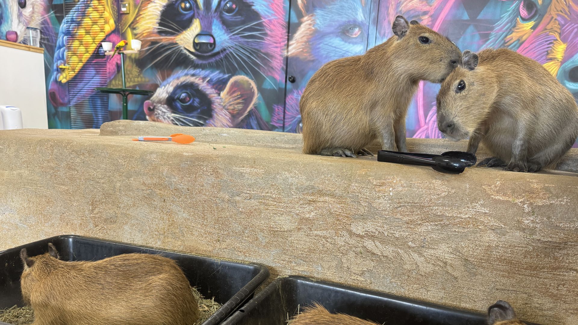 Two capybaras in a colorful enclosure with a mural of animals; they stand by hay-filled troughs on a concrete ledge, and one nuzzles the other.