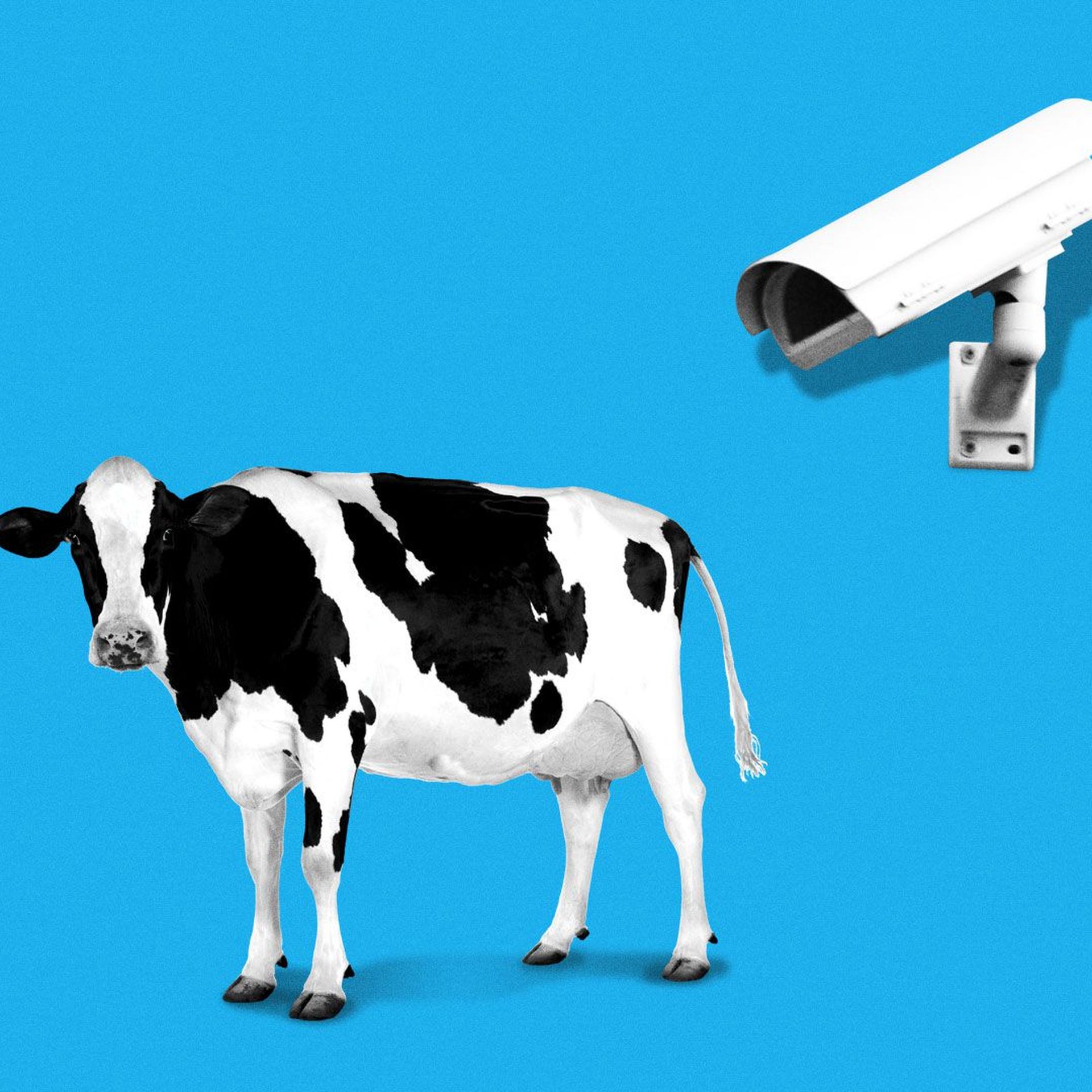 Illustration of security camera watching a cow