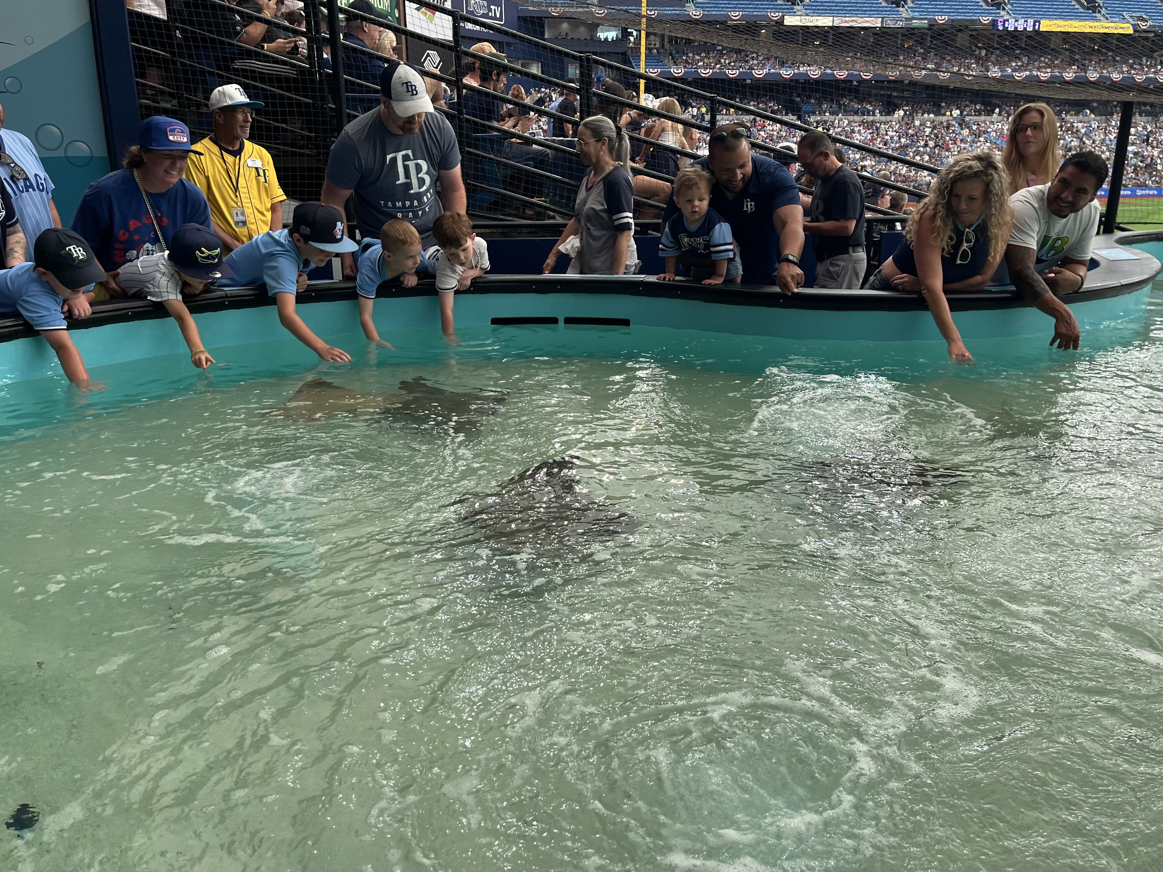 A crowd of fans, including kids in Rays gear, lean over a turquoise railing to watch two large manatees swimming in a shallow pool at a stadium tank, with stands in the background.