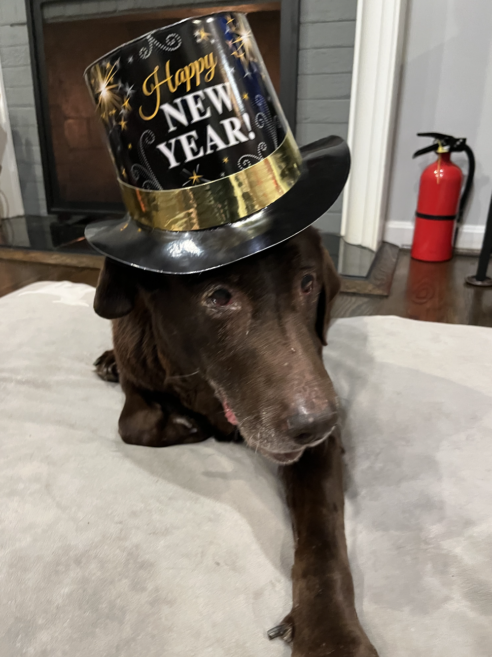 A chocolate lab in a Happy New Year hat.
