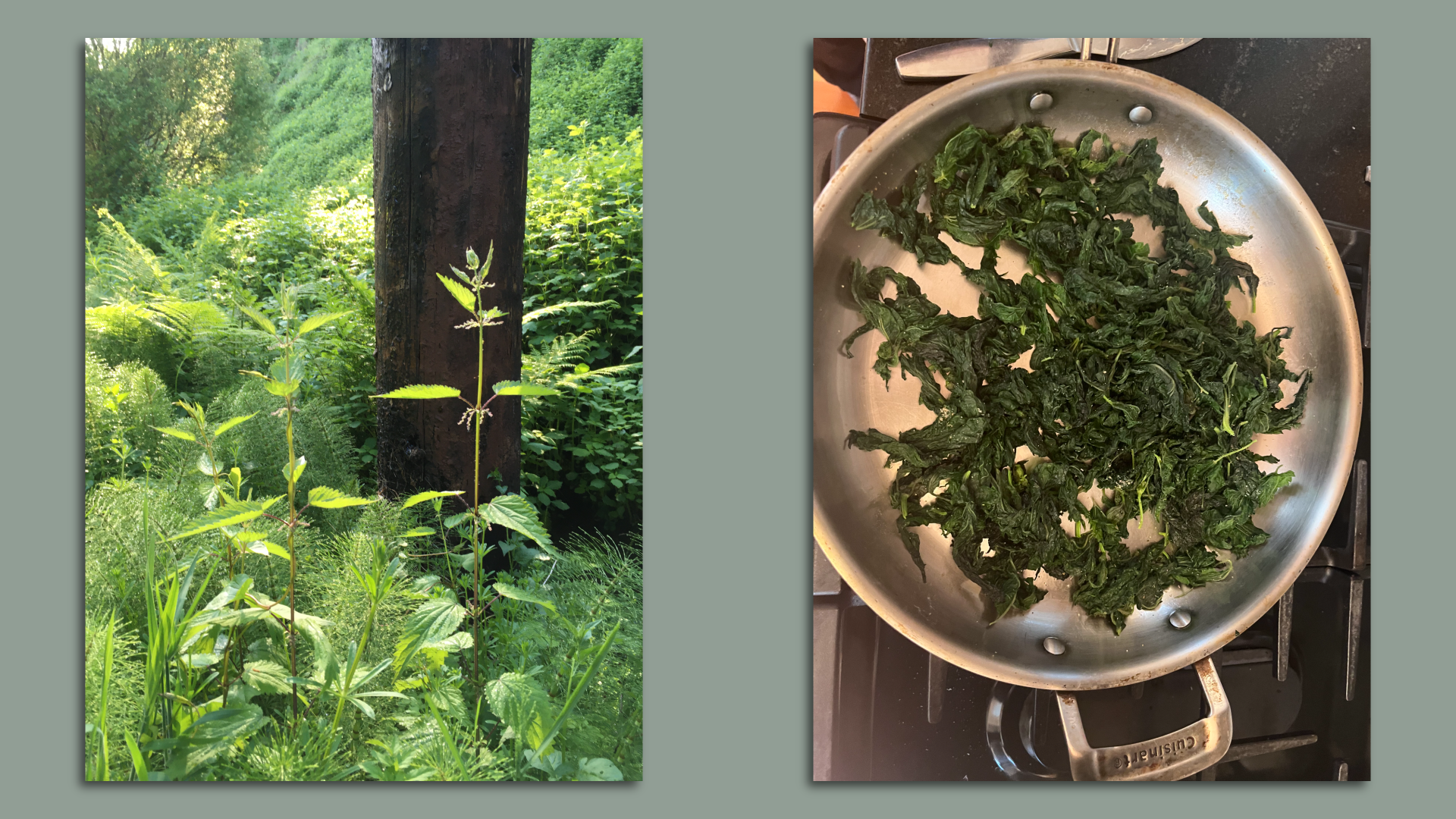 A photo of wild nettles growing, next to a photo of cooked nettles in a pan on the stove.