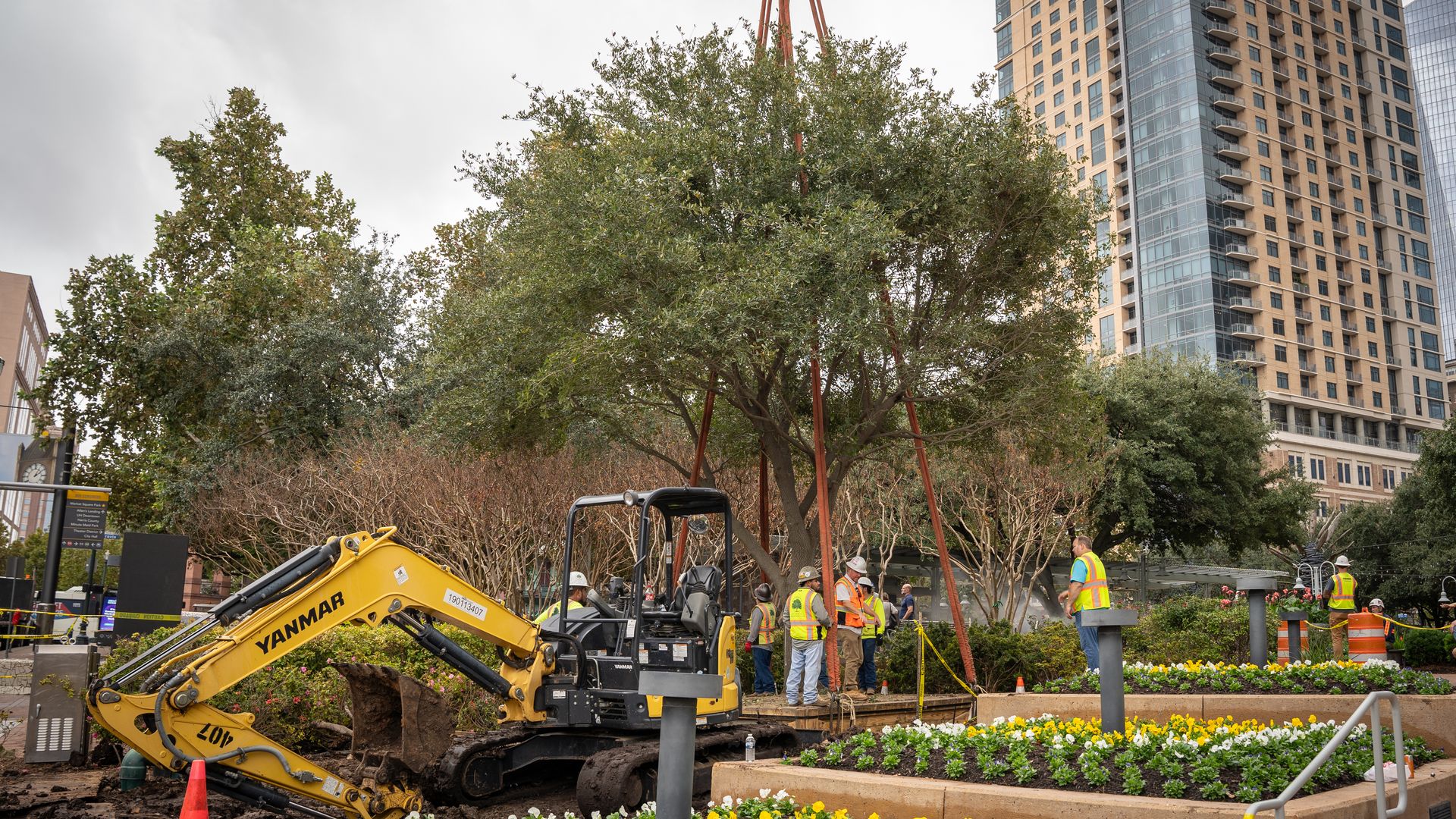 workers plant a tree in Houston's Market Square Park