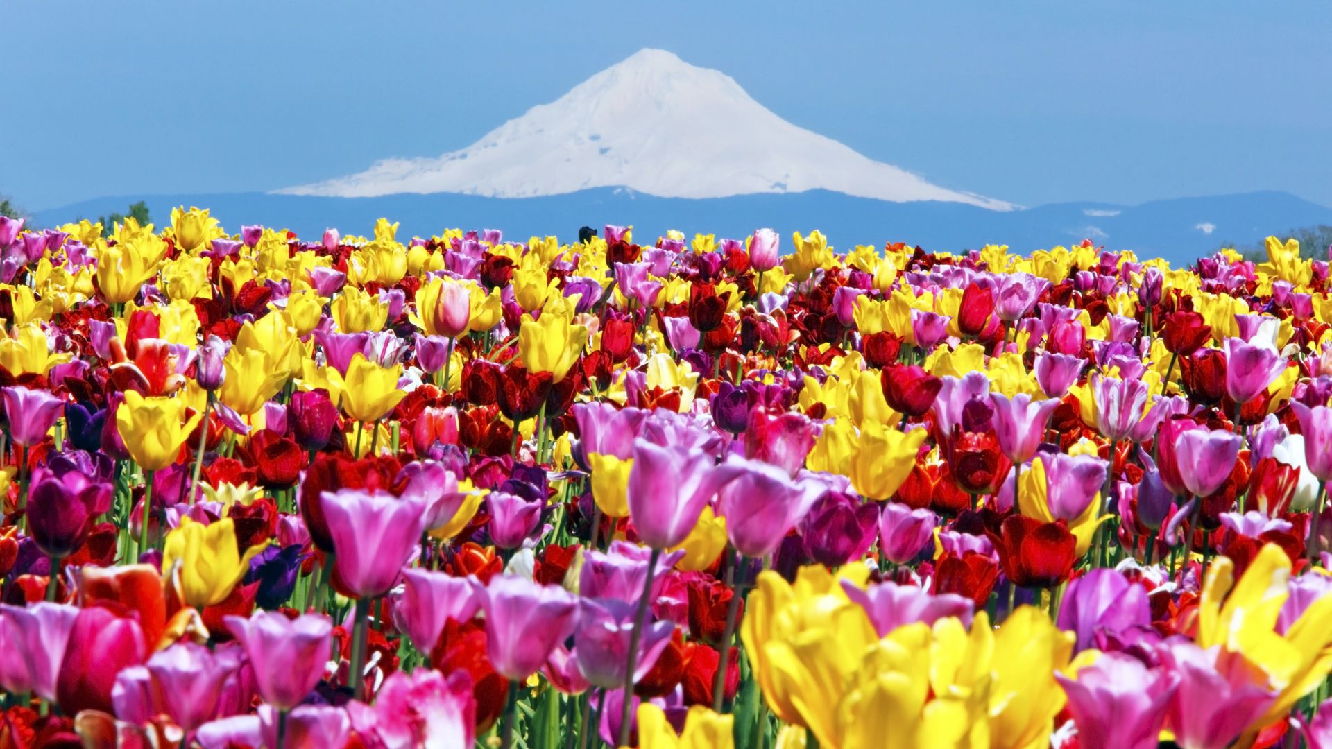 A brightly colored field of tulips is seen with a snowcapped Mount Hood in the background.