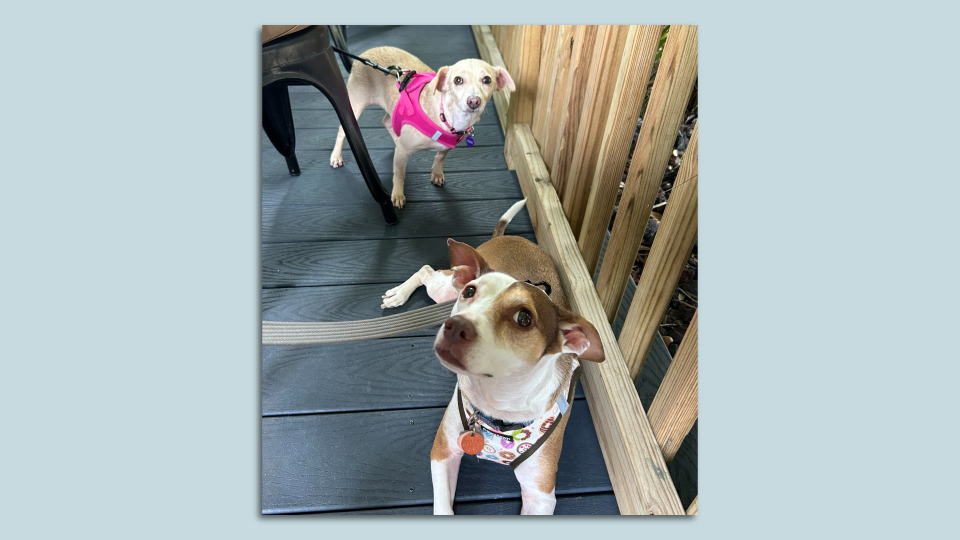 Two dogs sit on the patio at Sesh.