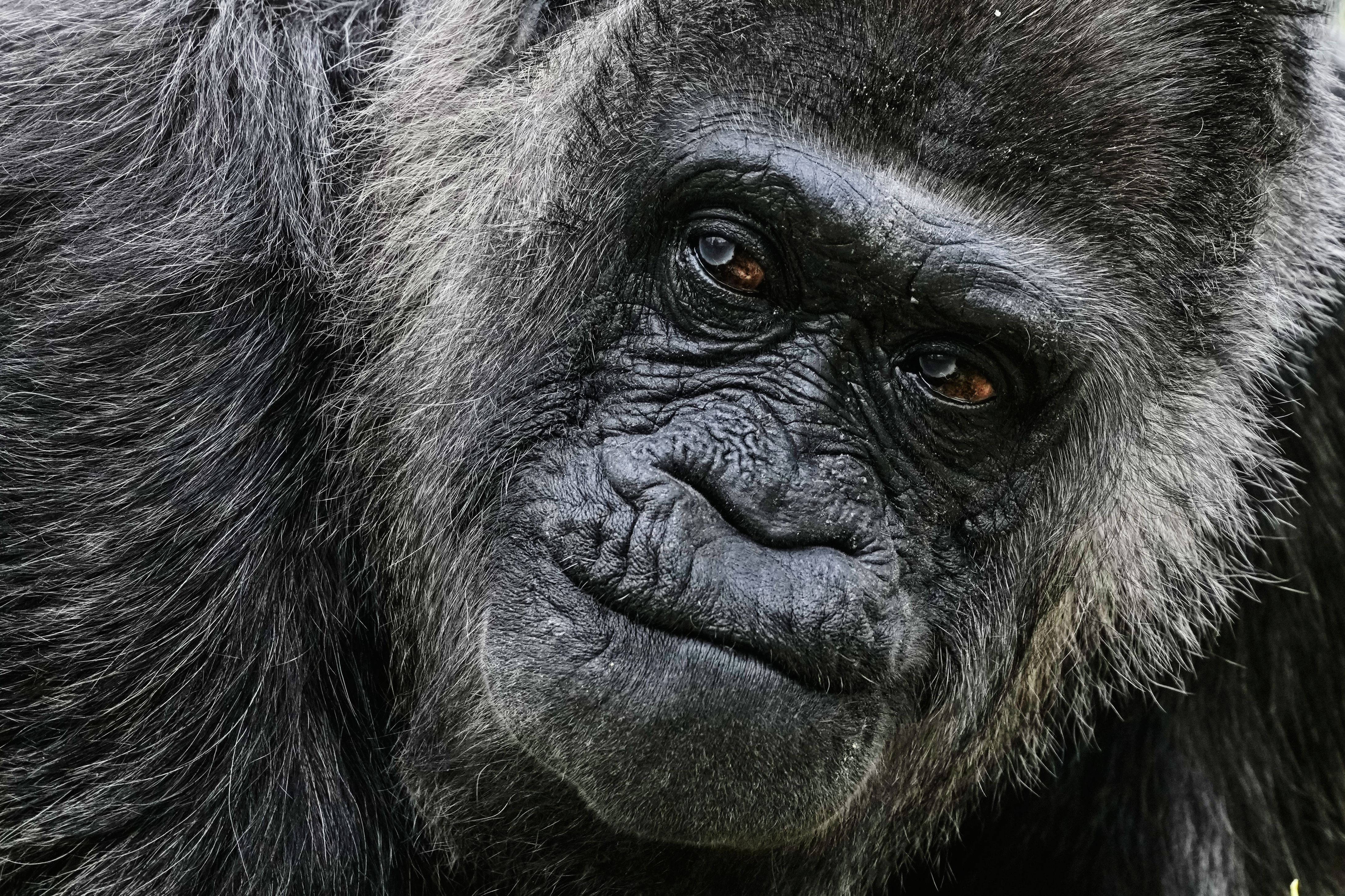 Fatou, believed to be the world's oldest gorilla, celebrates her 69th birthday in Berlin today. Photo: Markus Schreiber/AP