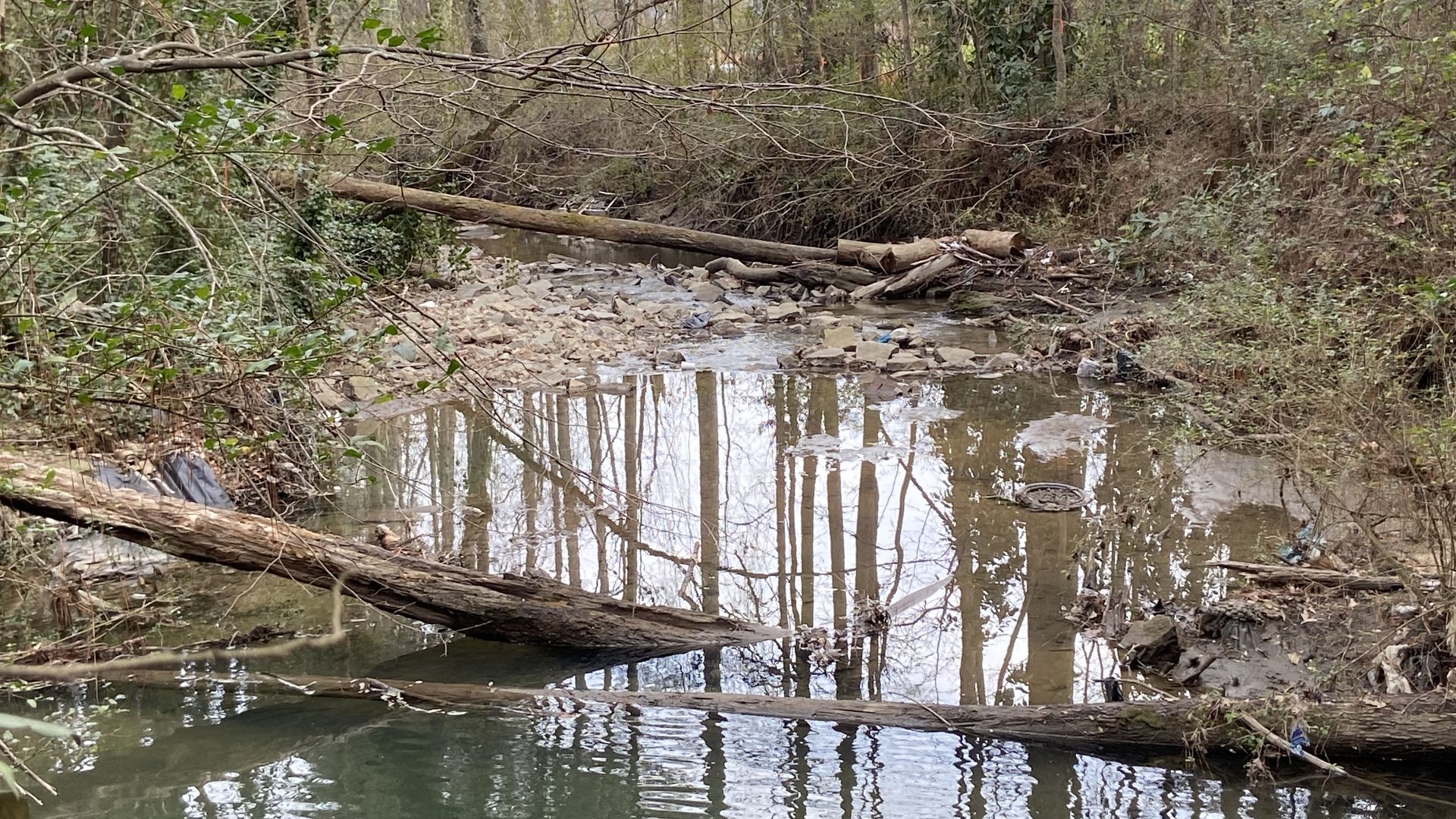 A creek with downed trees crossing the water during the winter