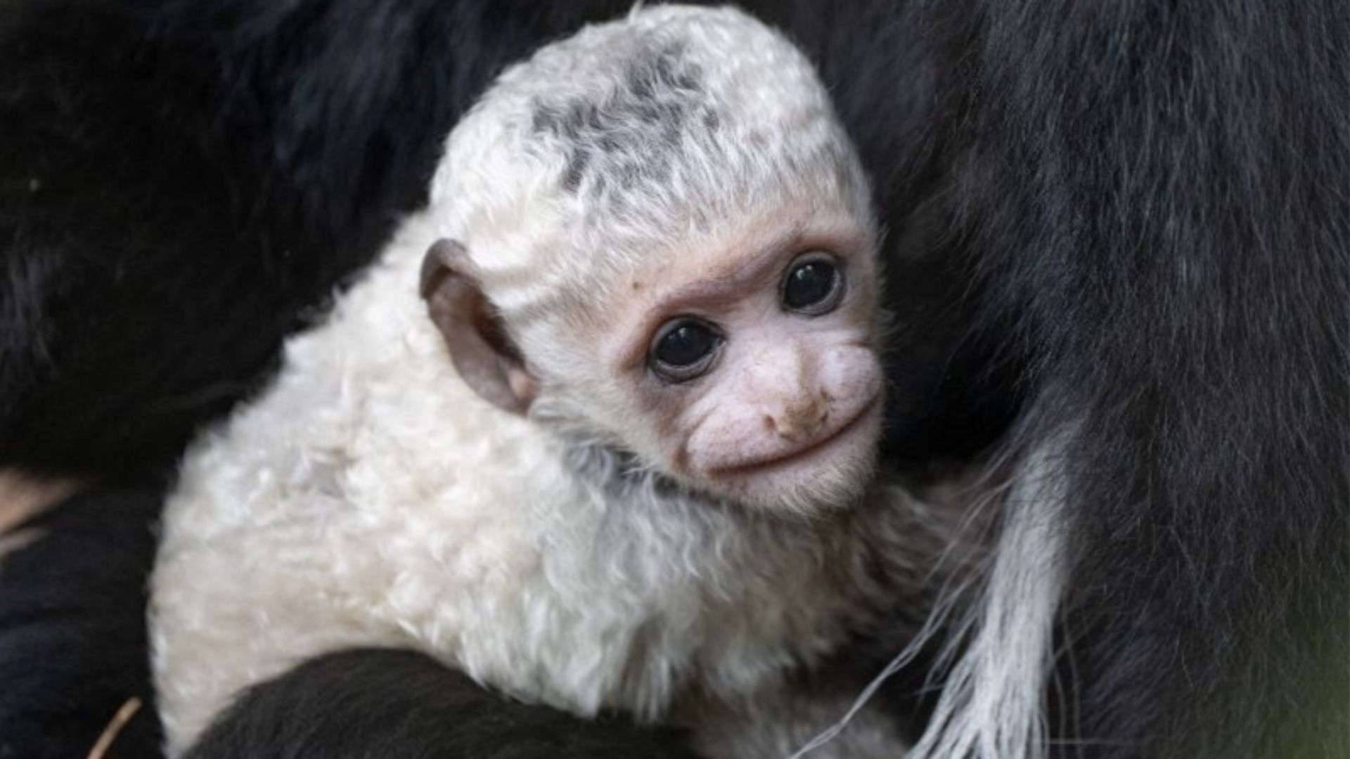 A newborn Colobus monkey with soft gray fur and small black markings. 