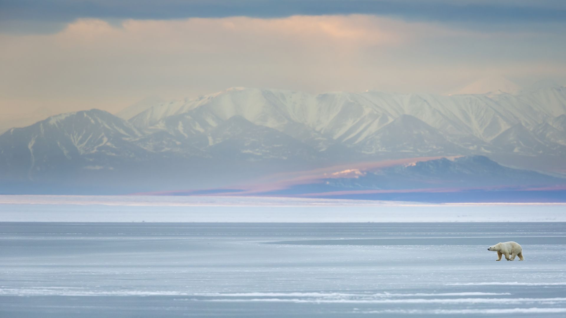 Polar bear crossing the frozen Beaufort Sea in the Arctic National Wildlife Refuge in Alaska