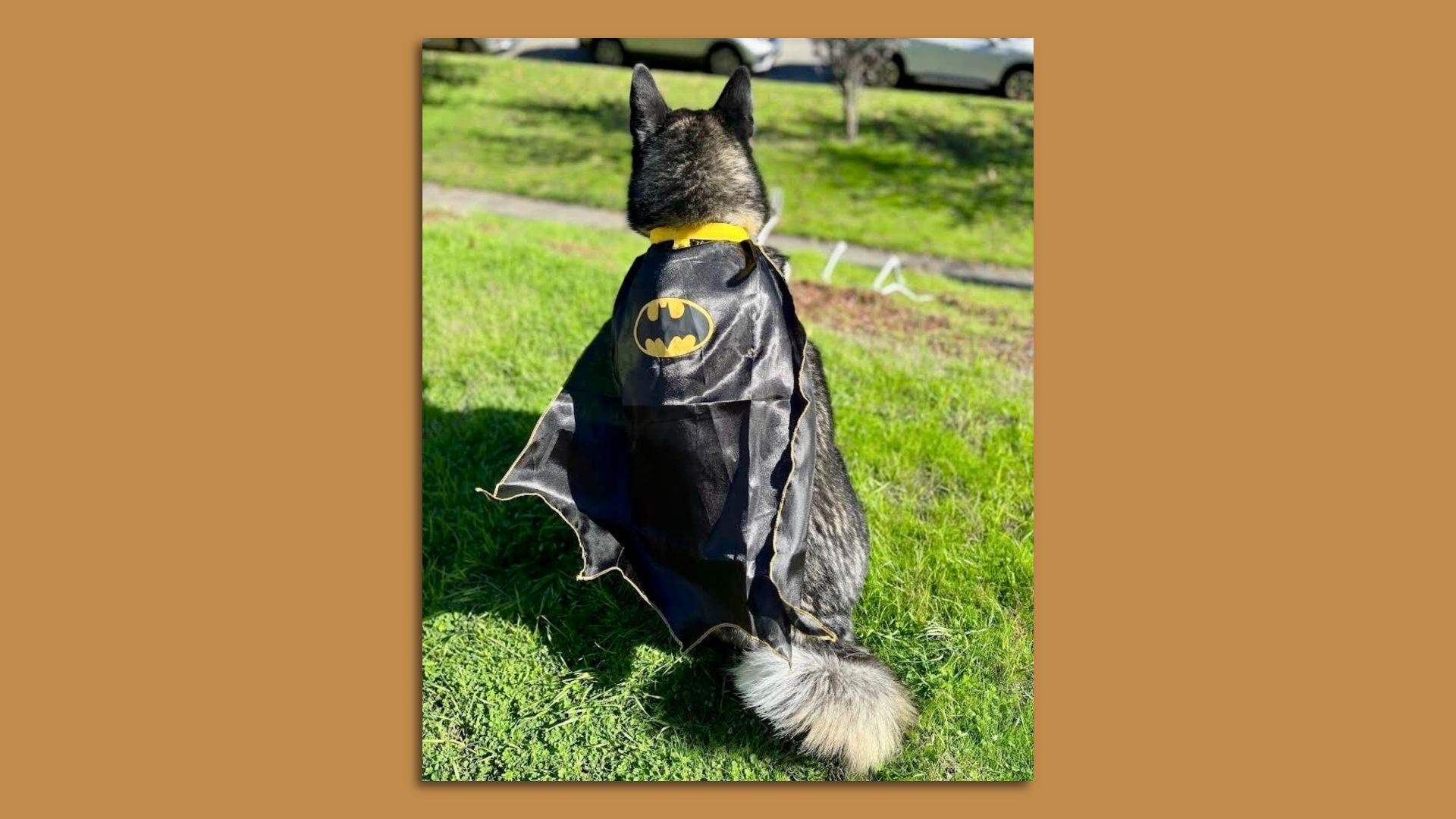 A dog with black and whitish gray fur and pointy ears is shown from behind, wearing a Batman cape.