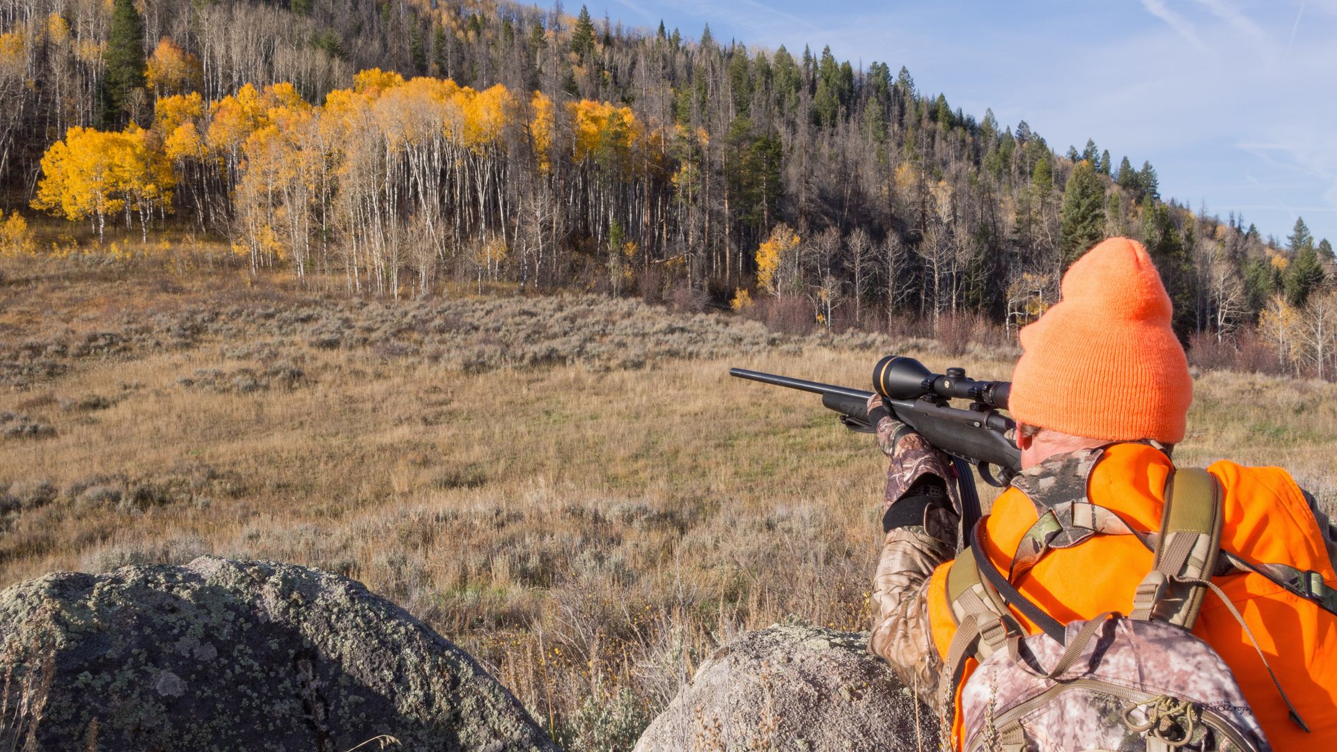 Person wearing bright orange hunting gear and beanie aims a rifle at a hillside forest of autumn yellow aspen and evergreen trees under a blue sky.