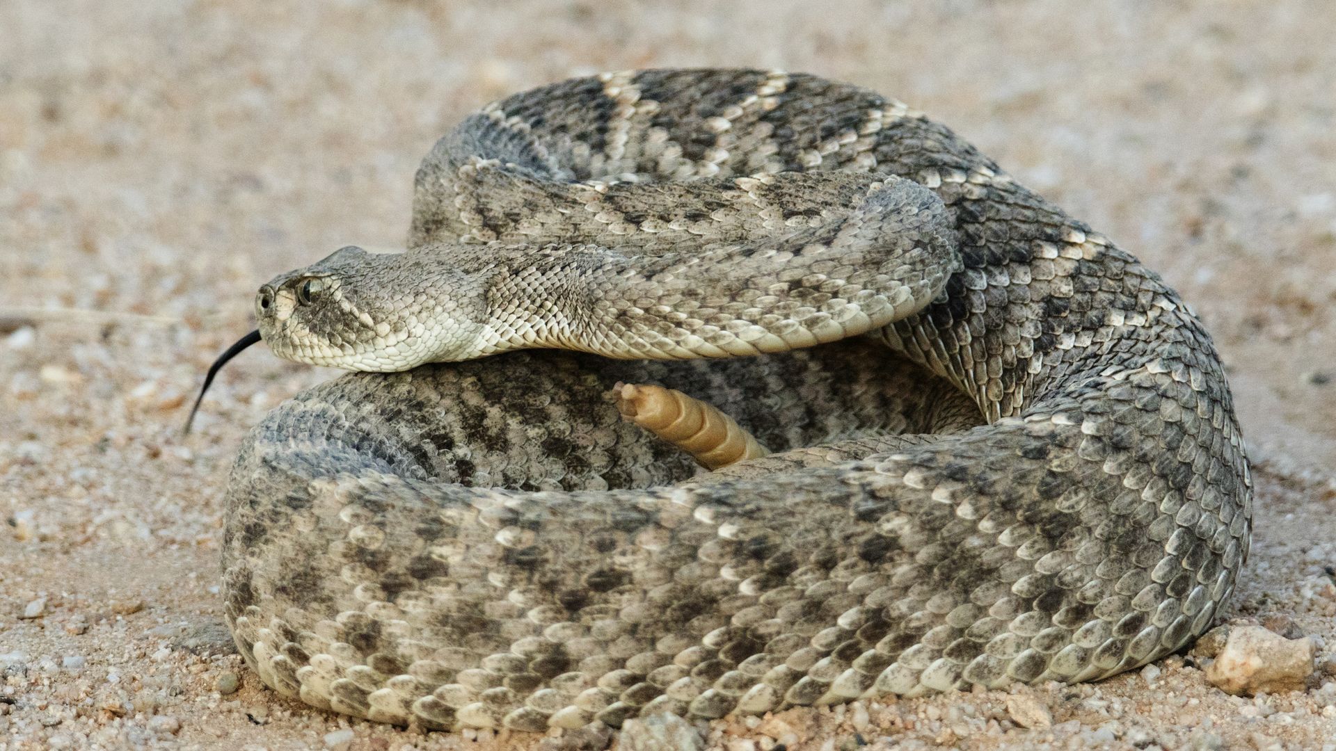 A rattlesnake. 