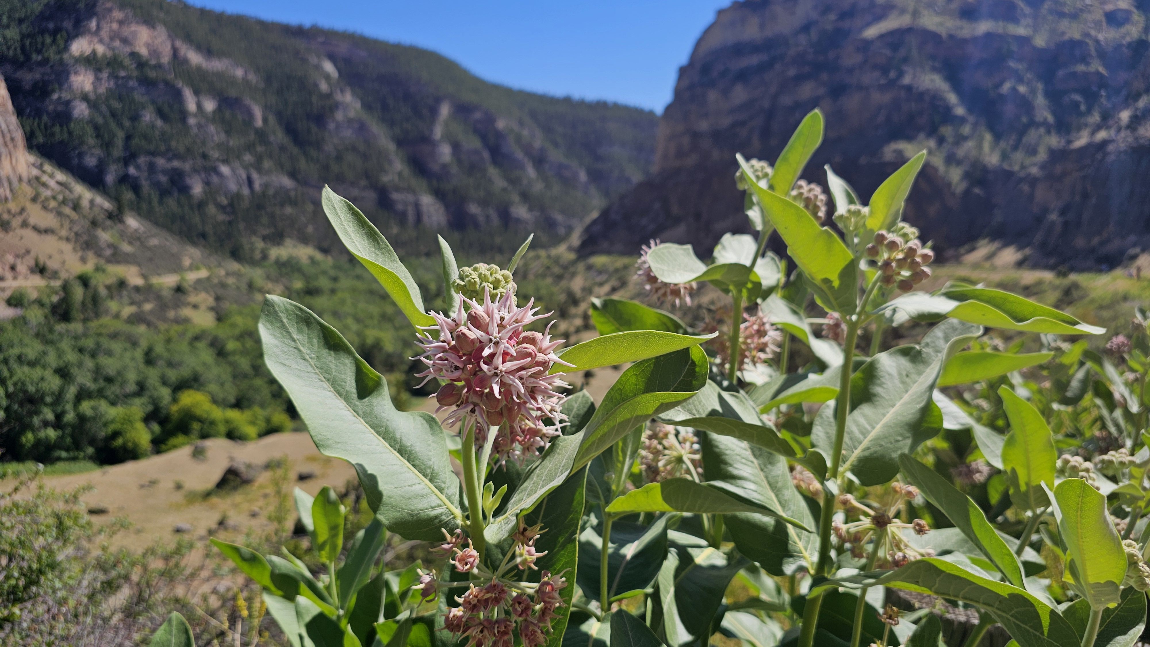 Close-up of pinkish flower clusters on green leaves in the foreground, with rocky canyon walls and forested hills under a bright blue sky in the background.