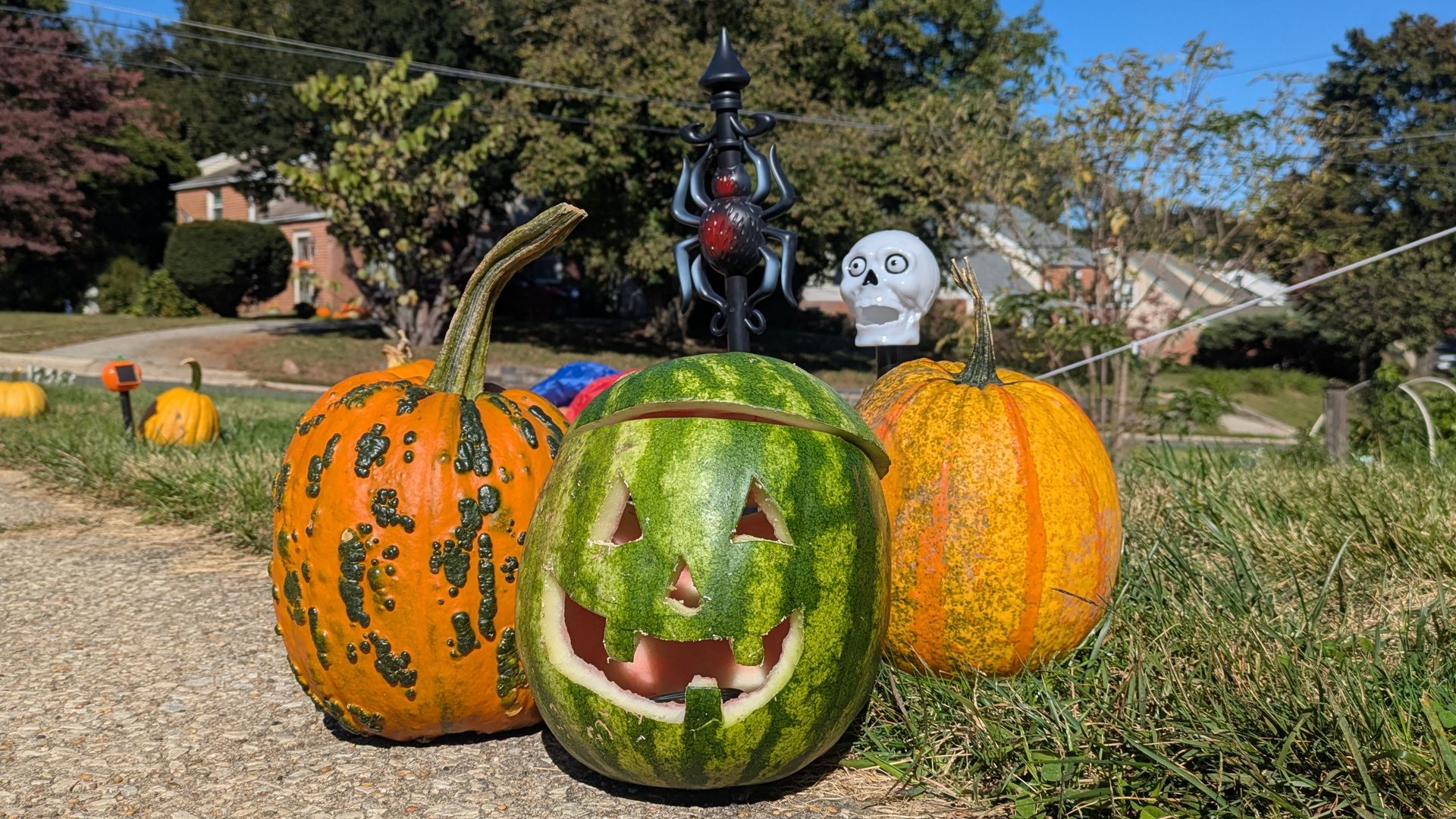 Sunlit yard with Halloween pumpkins: a watermelon carved jack-o'-lantern center, orange pumpkins, a black spider centerpiece, and a white skull, with suburban houses in the background.