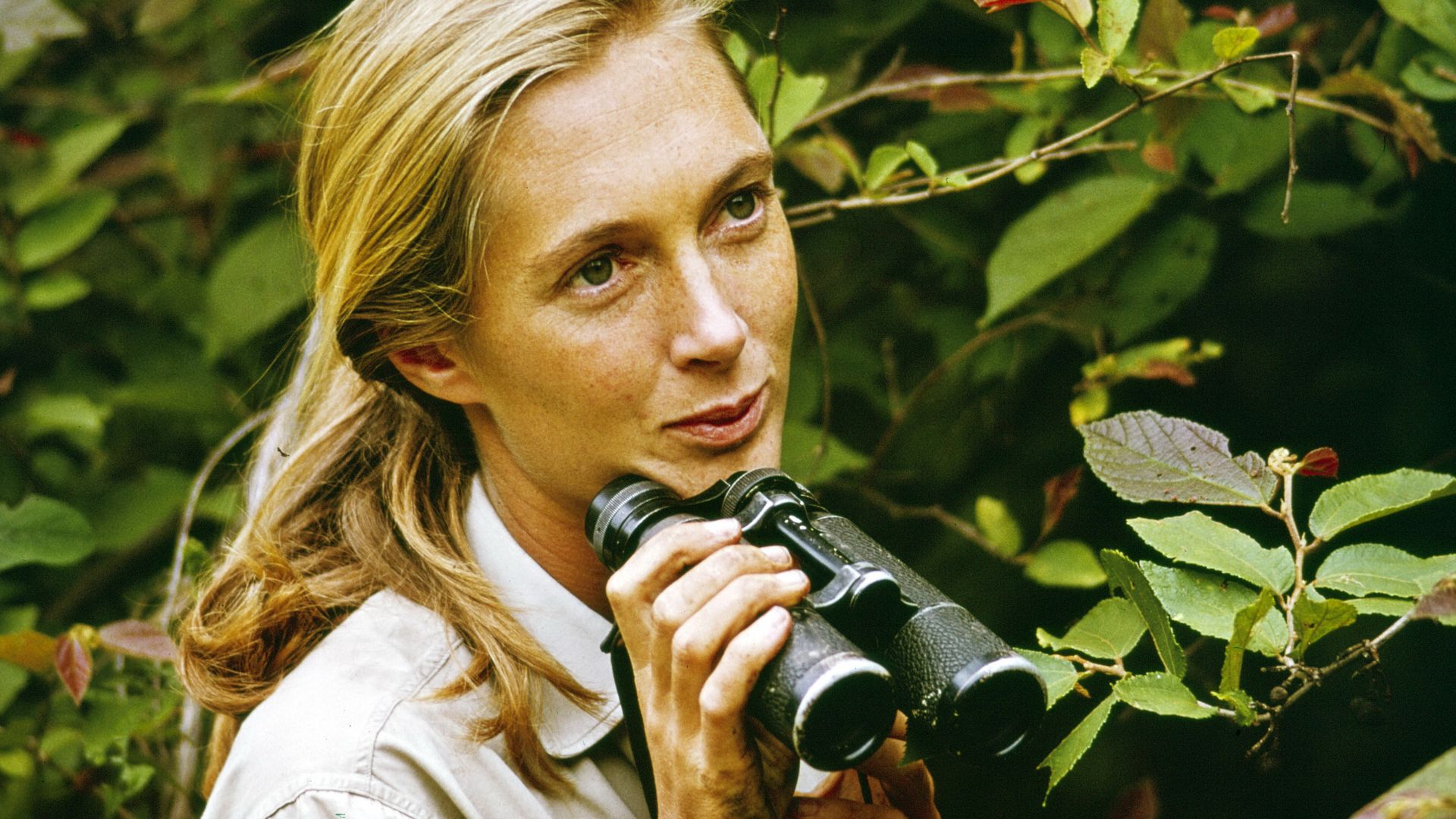 Jane Goodall exhibit Jane" headed to Denver Museum of Nature