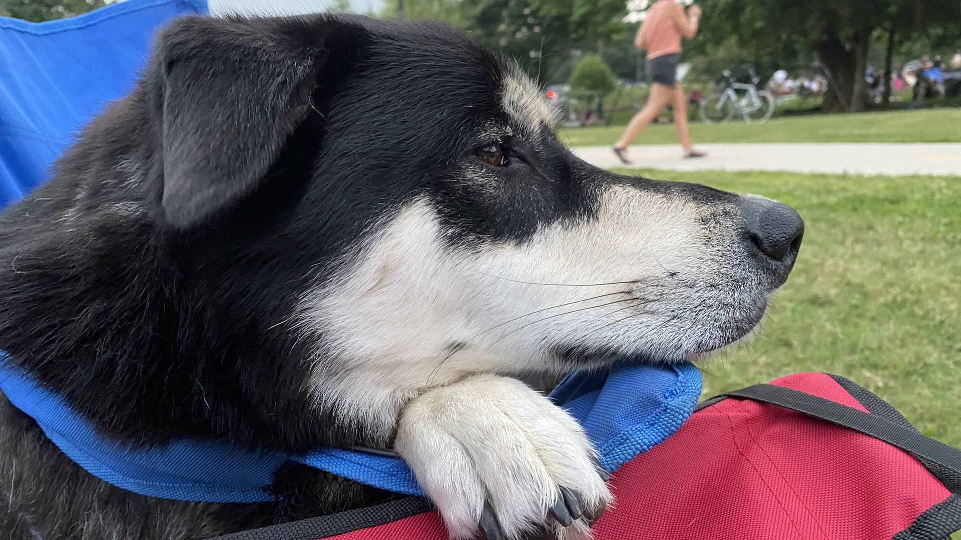 Photo of a dog in a chair.