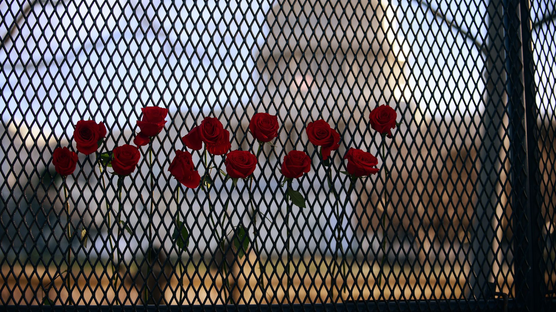 Roses are seen stuck in the security fencing installed around the U.S. Capitol after last week's assault.