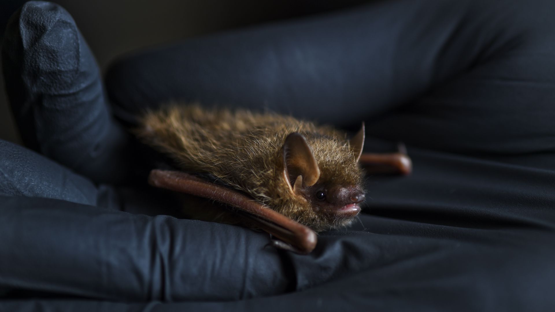 A person holding a tricolor bat at a bat rescue center in Mertztown, Pennsylvania, in August 2018.