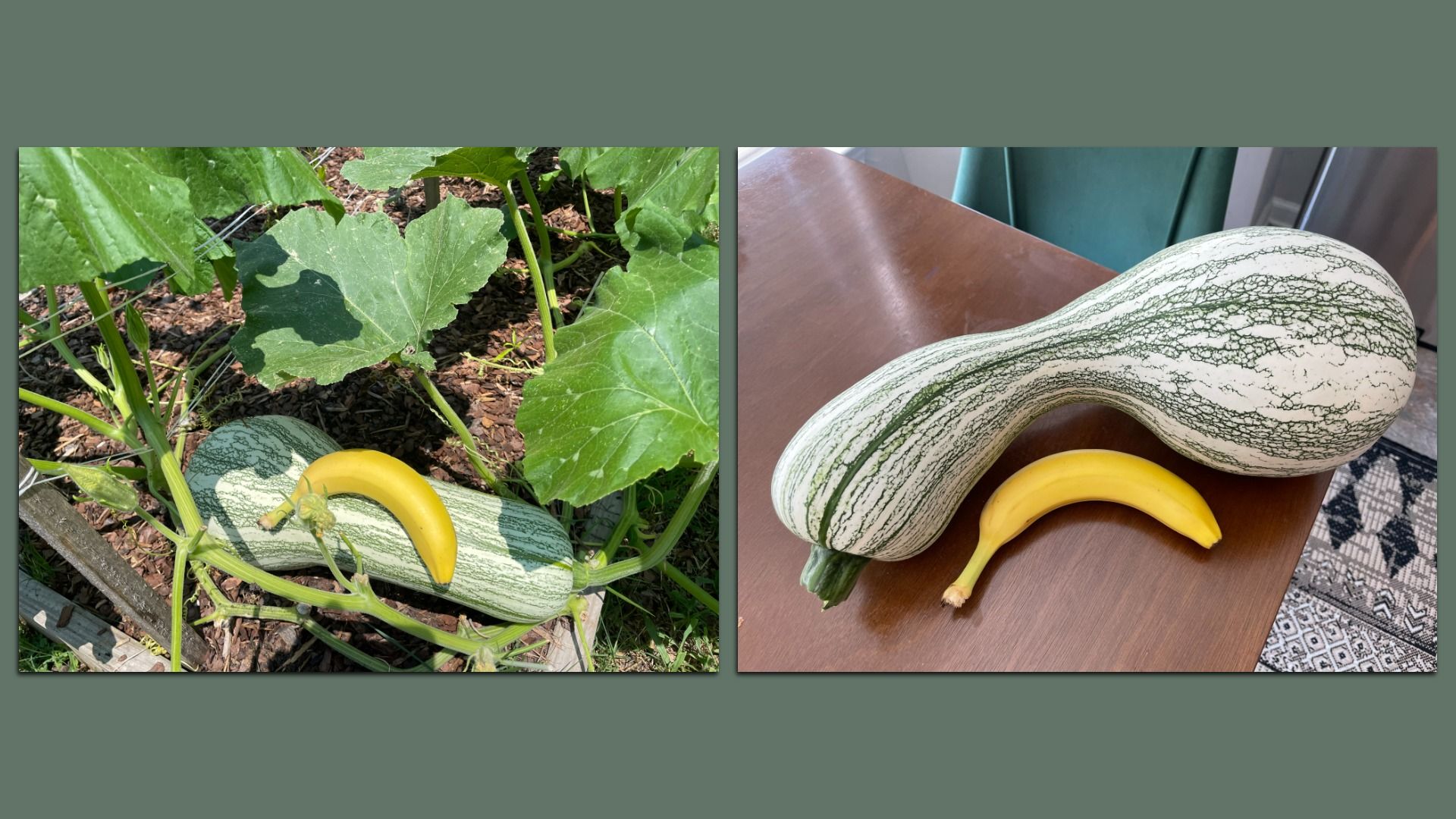 Two photos presented side by side show two large Cushaw squashes, one on the vine and one already harvested and placed on a table, with bananas to show scale.