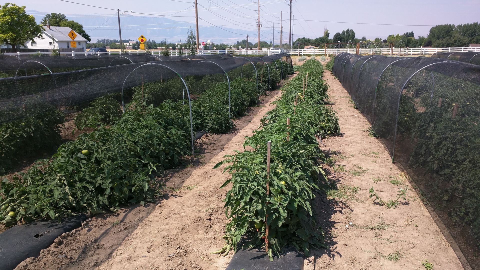 Tomato plants under shade structures in a field grow more lush than plants without shade.