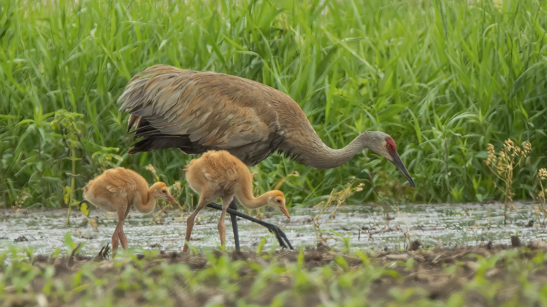A sandhill crane with two fluffy brown chicks foraging in a wetland area with green grass in the background.