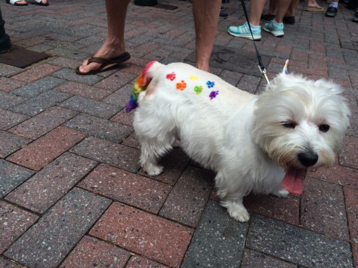 A dog with a festive rainbow tail