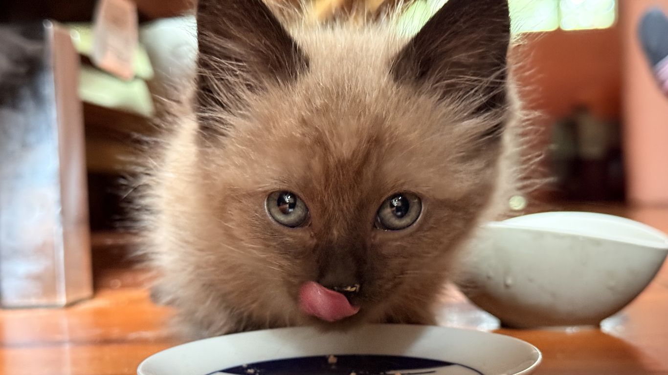 Pets of SF: Kumi