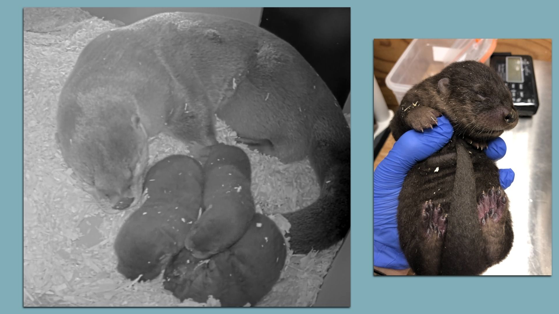Two-panel photo: left grayscale close-up of a newborn mammal in bedding; right a small dark-furred infant held by a gloved hand for a veterinary check.